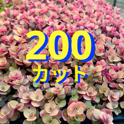 多肉植物セダム 10種 各5カットずつ【育成説明書】 多肉植物 多