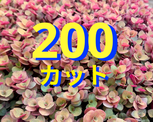 大量増えすぎ特別価格】多肉植物セダム 桜色カリシア200カット【育成