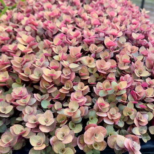 大量増えすぎ特別価格】多肉植物セダム 桜色カリシア200カット【育成