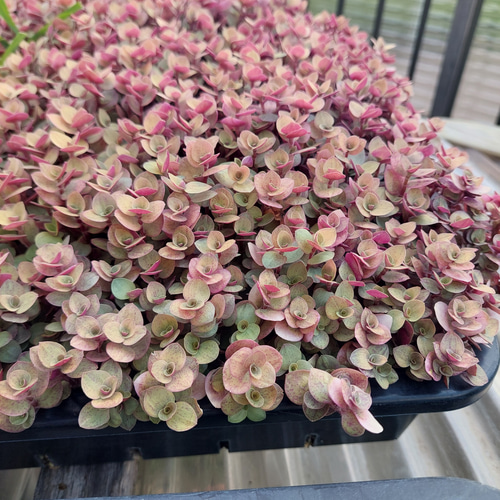 ❷現品 9cmポットごと発送❤アロマティカス 桜色カリシア 多肉植物寄せ植え 多肉植物の寄せ植え】カリシアロザートを使って寄せ植え【Succulent