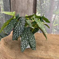 ハオルチア ピクタ Y氏モザイク実生 多肉植物 アルファガーデン 通販