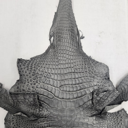 ワニ革　クレイフィニッシュ　墨黒　No.C008675 3枚目の画像