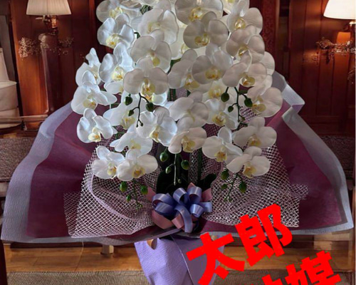 光触媒　人工観葉植物　ウォールグリーン　フェイクグリーン　リアル胡蝶蘭アレンジ! 光触媒 人工観葉植物 ウォールグリーン フェイクグリーン リアル胡蝶蘭