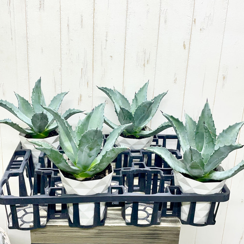 アガベ アメリカーナ 存在感抜群 シルバーグリーンの美しい観葉植物