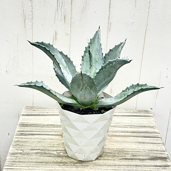 アガベ アメリカーナ 存在感抜群 シルバーグリーンの美しい観葉植物