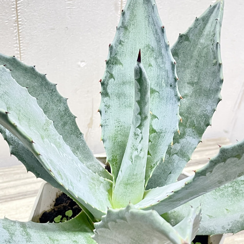 アガベ アメリカーナ 存在感抜群 シルバーグリーンの美しい観葉植物