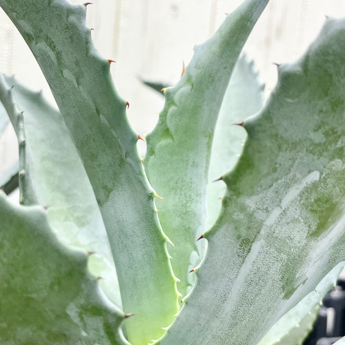 アガベ アメリカーナ 存在感抜群 シルバーグリーンの美しい観葉植物