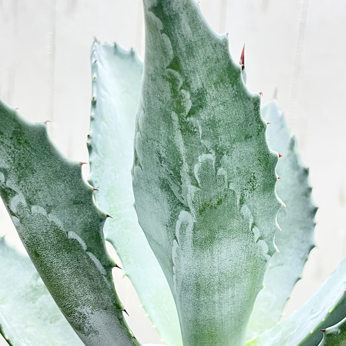 アガベ アメリカーナ 存在感抜群 シルバーグリーンの美しい観葉植物