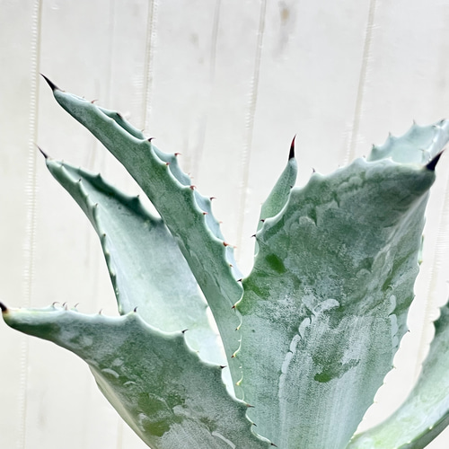 アガベ アメリカーナ 存在感抜群 シルバーグリーンの美しい観葉植物