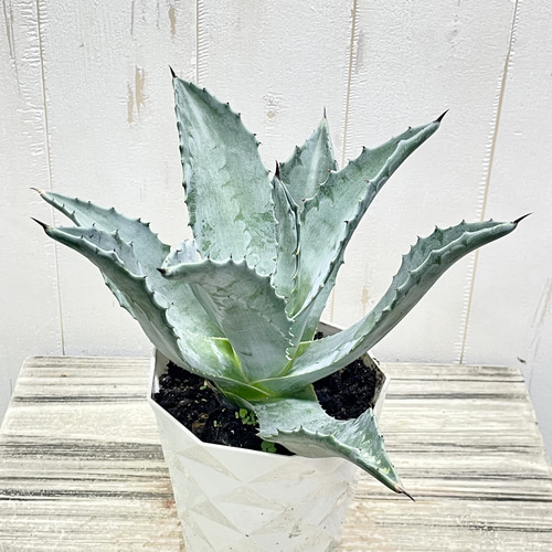 アガベ　アメリカーナ　シルバーサーファー　3枚目親株 アガベ プロトアメリカーナ・シルバーサーファー - メルカリ