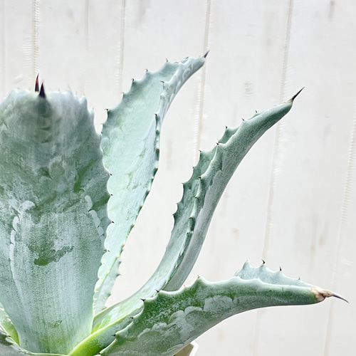 アガベ アメリカーナ 存在感抜群 シルバーグリーンの美しい観葉植物