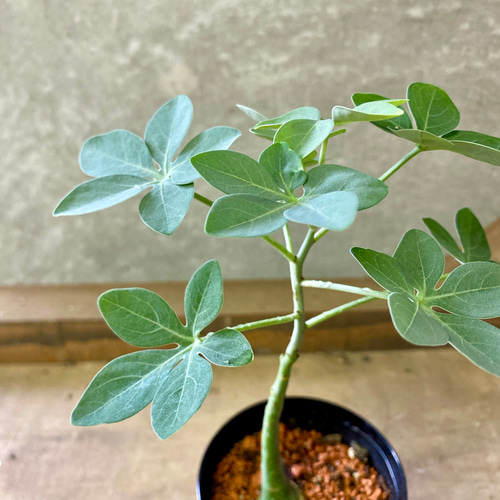 塊根植物 アデニア グラウカ 多肉植物 plant life 通販 19811038