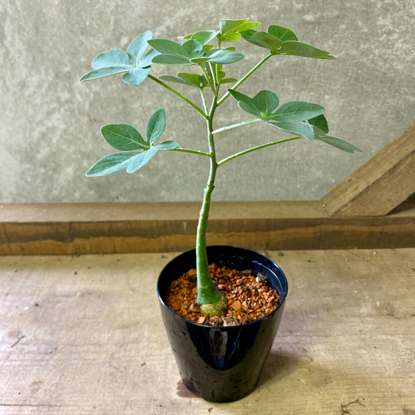 塊根植物 アデニア グラウカ 多肉植物 plant life 通販 19811038