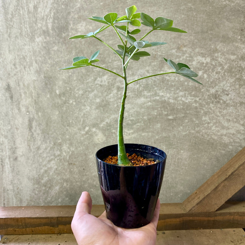 塊根植物 アデニア グラウカ 多肉植物 plant life 通販 19811038