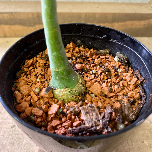 塊根植物 アデニア グラウカ 多肉植物 plant life 通販 19811038
