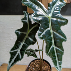 ミクロソリウム ディべルシフォリウム『カンガルーファーン』〈レア・人気・流木付〉 送料無料】《現品限り》ミクロソリウム ディべルシフォリウム