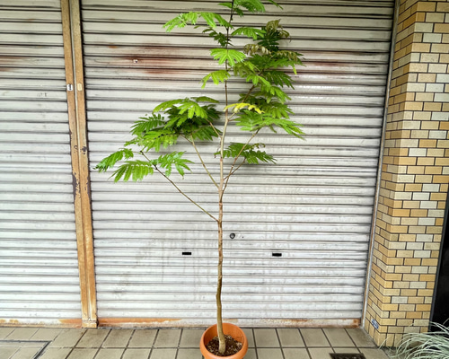 大株エバーフレッシュ 8号 観葉植物 高さ180cm その他インテリア雑貨