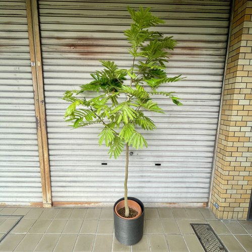 大株エバーフレッシュ 8号 観葉植物 高さ180cm その他インテリア雑貨