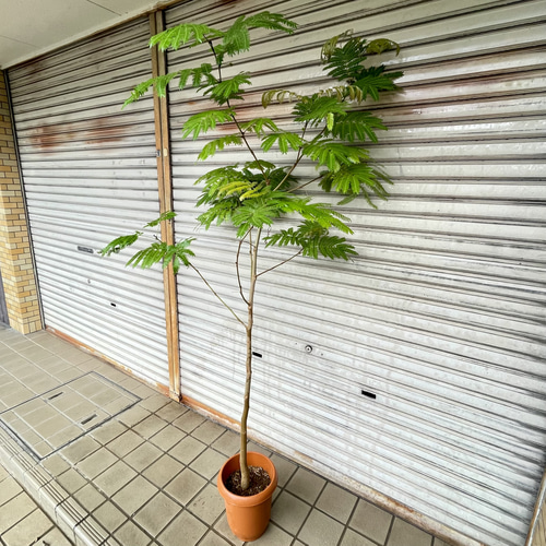 大株エバーフレッシュ 8号 観葉植物 高さ180cm その他インテリア雑貨