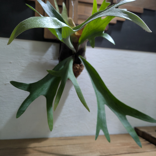 送料無料】プラティセリウム アルシコルネ［板付］【ブロメリア・着生