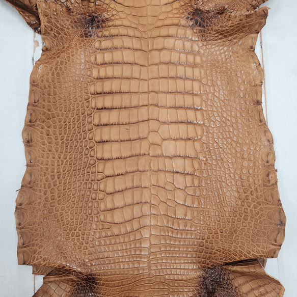 ワニ革 クレイフィニッシュ ウォルナット No.C008410 4枚目の画像