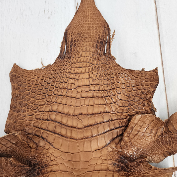 ワニ革 クレイフィニッシュ ウォルナット No.C008410 3枚目の画像