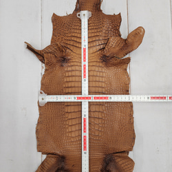 ワニ革 クレイフィニッシュ ウォルナット No.C008410 6枚目の画像