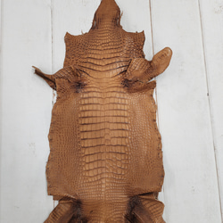 ワニ革 クレイフィニッシュ ウォルナット No.C008410 1枚目の画像