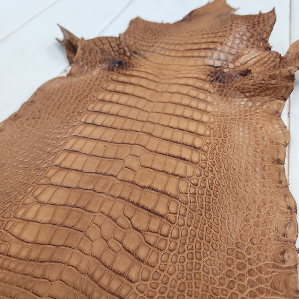 ワニ革 クレイフィニッシュ ウォルナット No.C008410 12枚目の画像