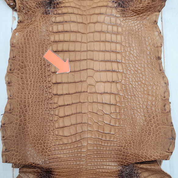 ワニ革 クレイフィニッシュ ウォルナット No.C008410 10枚目の画像