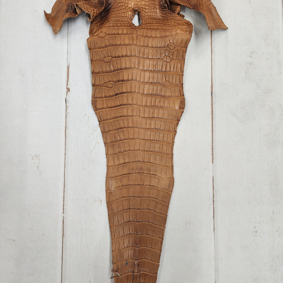 ワニ革 クレイフィニッシュ ウォルナット No.C008410 5枚目の画像