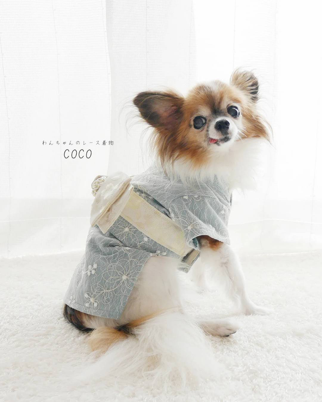 【犬服着物】繊細にきらめく可憐なお花  レース着物 ＊ホワイト×ミントブルー＊