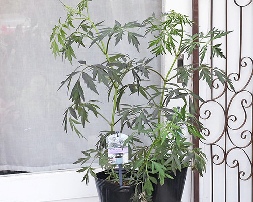 花苗 西洋ニワトコ サンブカス ブラックレース 5号 H70～80cm エルダー