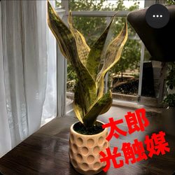 光触媒 人工観葉植物 ウォールグリーン フェイクグリーン