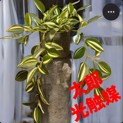 光触媒　人工観葉植物　ウォールグリーン　フェイクグリーン　ガジュマル150 光触媒 人工観葉植物 ウォールグリーン フェイクグリーン