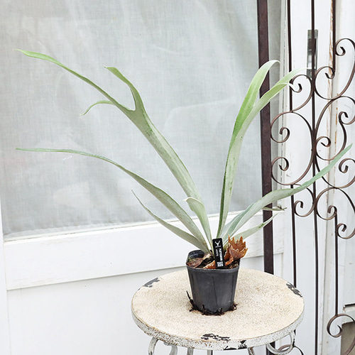 観葉植物 ビカクシダ コウモリラン ベイチー 3号 個性的 おしゃれ