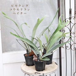 Sparrow 　ビカクシダ 観葉植物 受注発注リスト】P.willinckii cv.sparrow X【artPLANTs/PLANTS GARAGE
