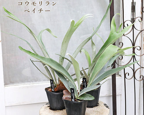 観葉植物 ビカクシダ コウモリラン ベイチー 3号 個性的 おしゃれ