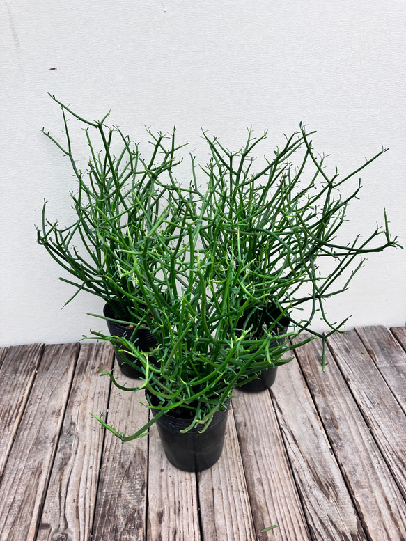 ミルクブッシュ＊観葉植物＊インテリアグリーン＊人気＊ アート