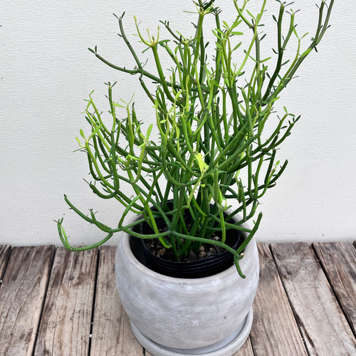 ミルクブッシュ＊観葉植物＊インテリアグリーン＊人気＊ アート