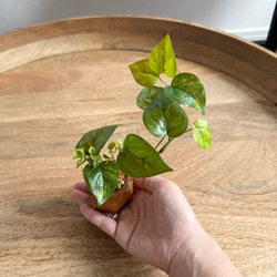 2025 New✨多肉植物　ソングフォーユー　韓国苗 ソングフォーユー song for you エケベリア 多肉植物 韓国苗