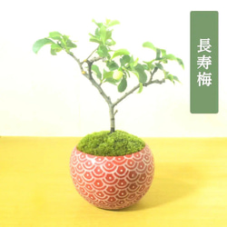 POTOCO 早乙女 サツキ さつき 観葉植物 陶器鉢 盆栽 豆盆栽 小品