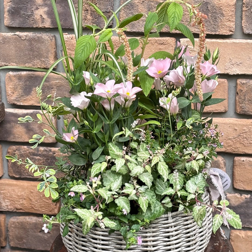 寄せ植え＊トルコキキョウ「シェリー」優しい秋の色とリーフを使って