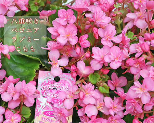 花苗 八重咲き ベゴニア ラブミー こもも 4号底面給水 多年草 ピンク
