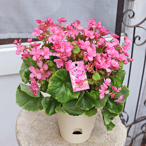 ぐんちゃん　エレガンスピンクの小苗 ぐんちゃん様 エレガンスピンク小苗 3つ