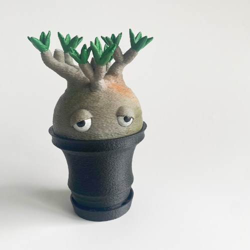 激かわ】パキポン 黒鉢 パキポディウムグラキリス オブジェ 塊根