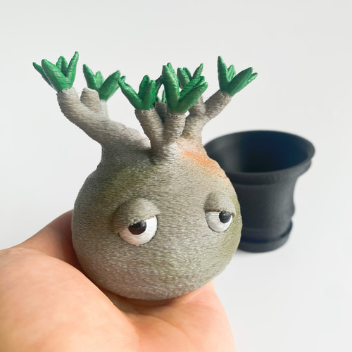 激かわ】パキポン 黒鉢 パキポディウムグラキリス オブジェ 塊根