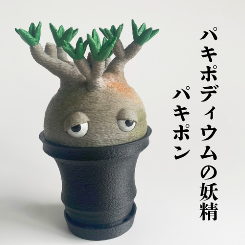 激かわ】パキポン 黒鉢 パキポディウムグラキリス オブジェ 塊根