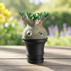 数量限定】オペルクリカリア・パキプス 10 フィギュア リアル塊根植物