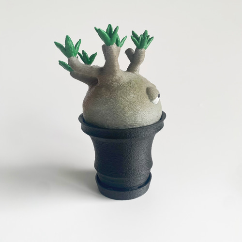 激かわ】パキポン 黒鉢 パキポディウムグラキリス オブジェ 塊根